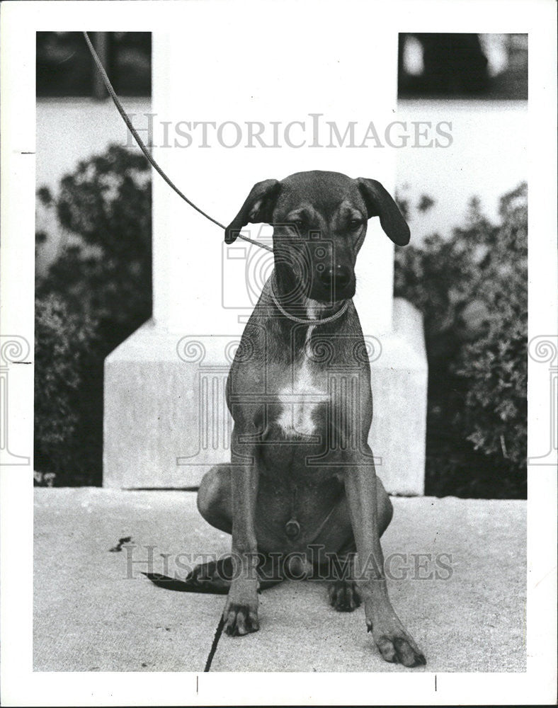 1984 Press Photo Six Month Shy Type Still Puppy Quite Sure Teddy Warm Hound - Historic Images