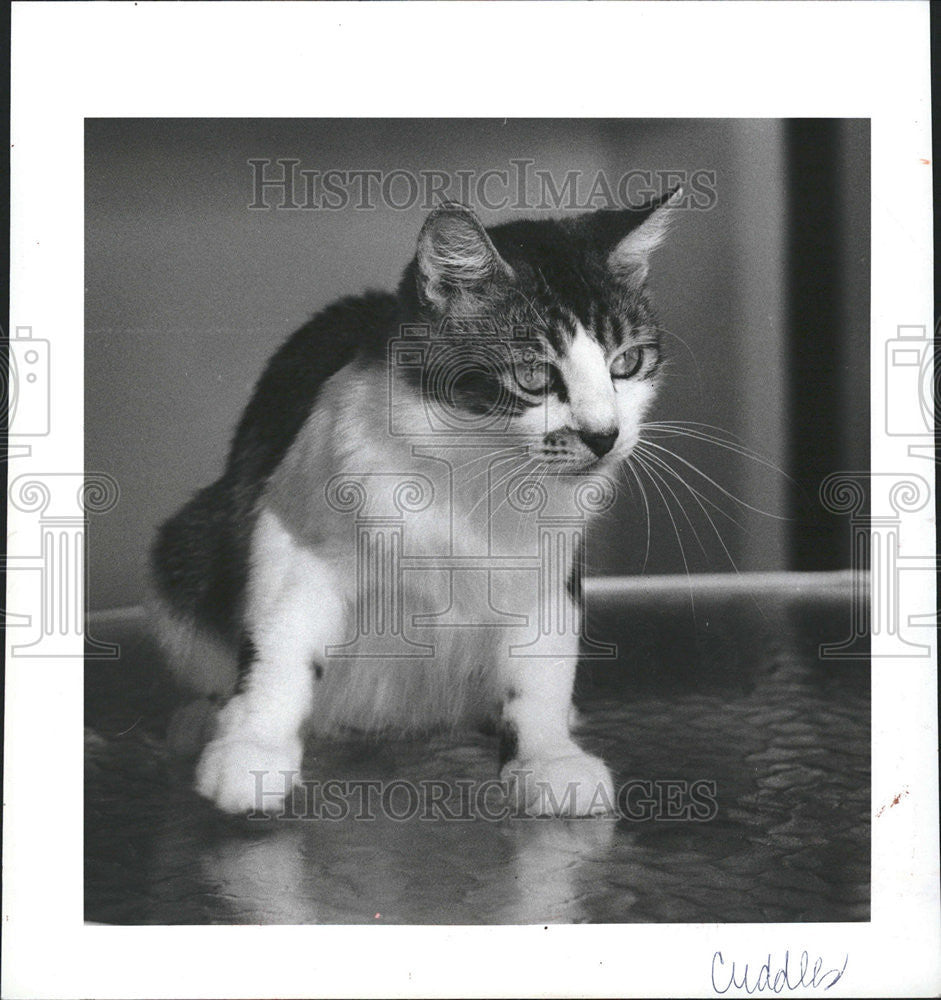 1984 Press Photo Cuddles gentle young tricolor female cat pets Friends Strays - Historic Images