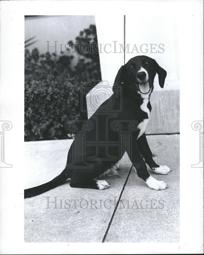 1984 Press Photo ET Home Housebroken Friends Strays Adoption black Labrador - Historic Images