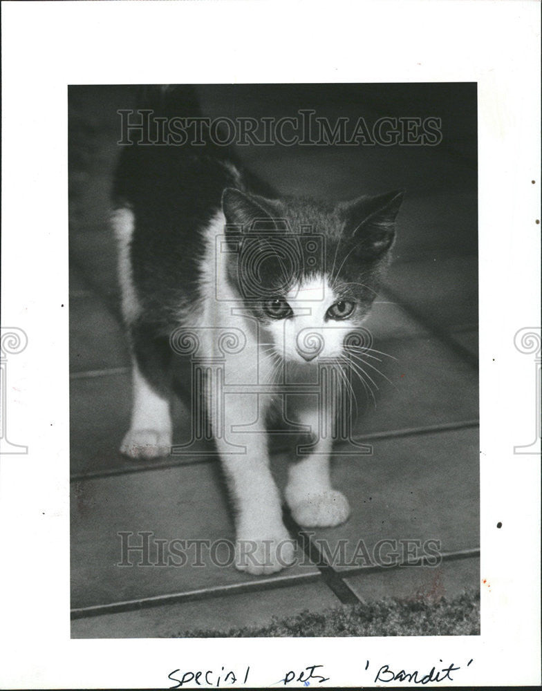 1984 Press Photo Bandit Strays organization Friends White gray kitten pets - Historic Images