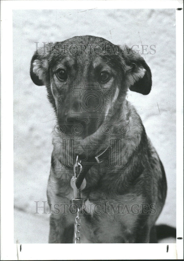 1989 Press Photo Mix Shepherd for adoption at Friends of Strays. - Historic Images