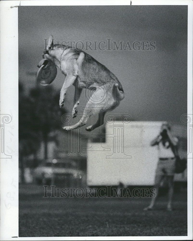 1978 Press Photo Dogs playing Frisbee Laurie Stanmore Disc Flying Man - Historic Images