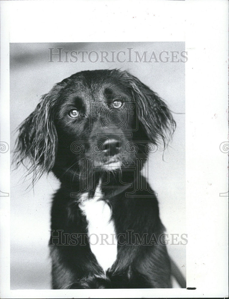 1988 Press Photo Regina Christmas Spirit Ready Receive Affection Adopt Black - Historic Images