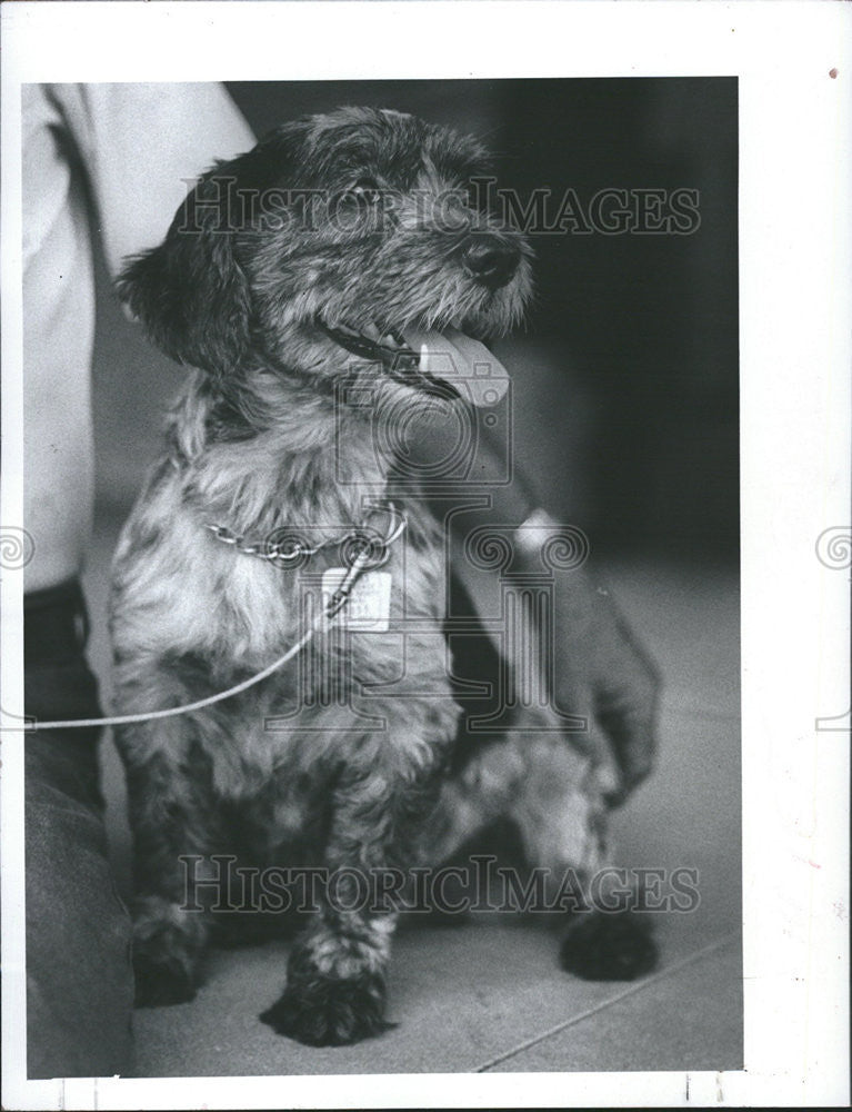 1983 Press Photo Nicky good watchdog adopt cut Friends Strays cal jean - Historic Images