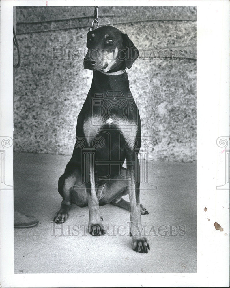 1983 Press Photo Annie Dog Sun Doberman Cat Child Bark Fence Yard Friend Stray - Historic Images