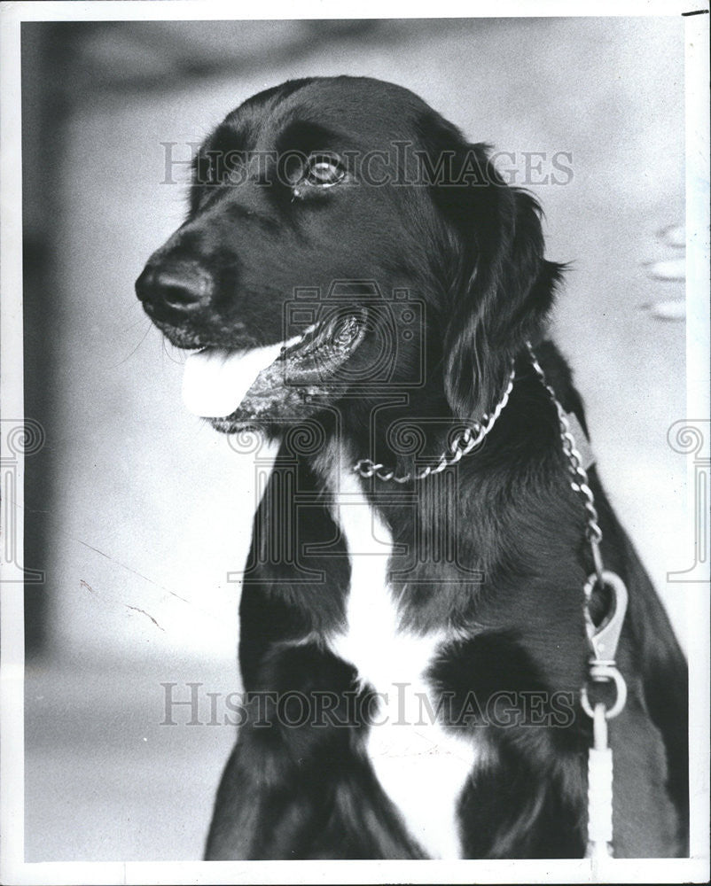 1983 Press Photo Tonya Strays female black Labrador home Children Sheila Jean - Historic Images