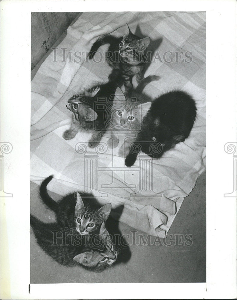 1983 Press Photo Kittens Black Gray Orange Mrs Miller - Historic Images