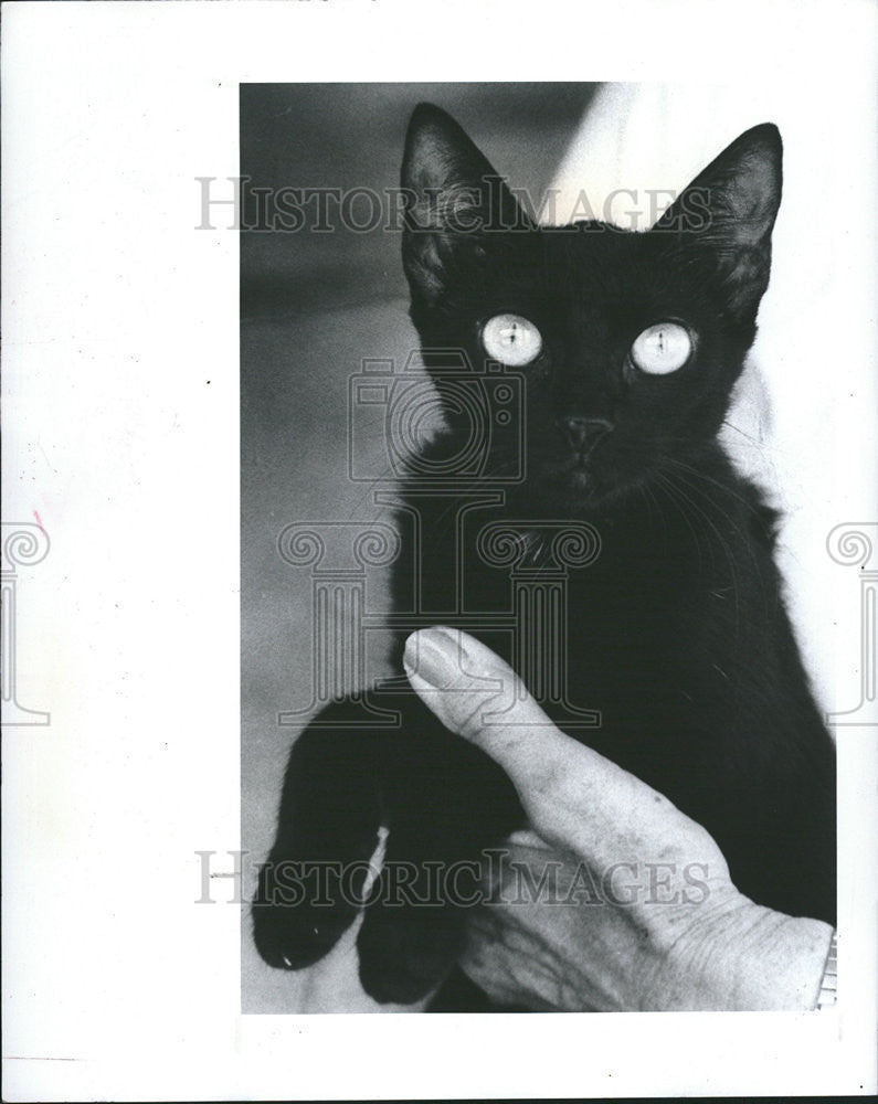 1983 Press Photo Midnight Black Cat part Siamese Spay One Year Affection Either - Historic Images