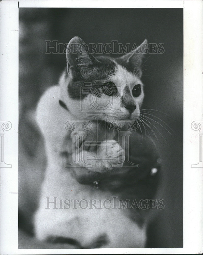 1983 Press Photo Bobbie Bobbed tail home cat friends Strays Jean Male White - Historic Images