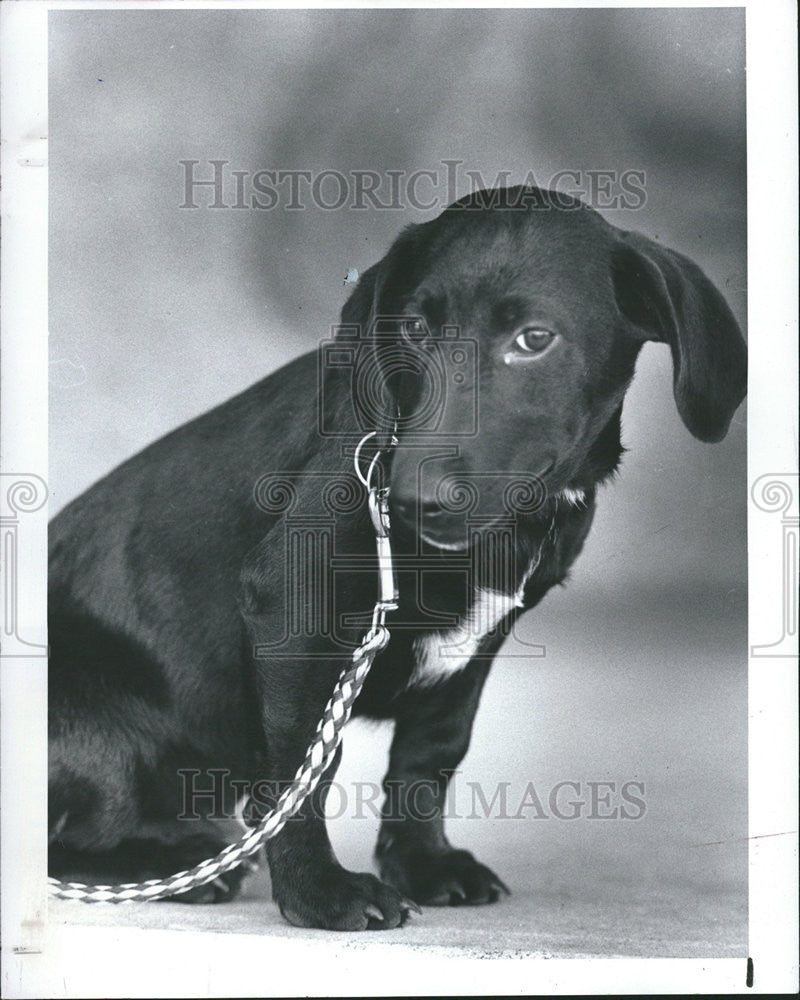 1983 Press Photo Beagle Mix Friends Strays Dog Adoption Organization - Historic Images