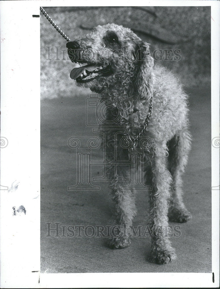 1983 Press Photo Scruffy Friend Strays dog appropriately Bedlington terrier pet - Historic Images