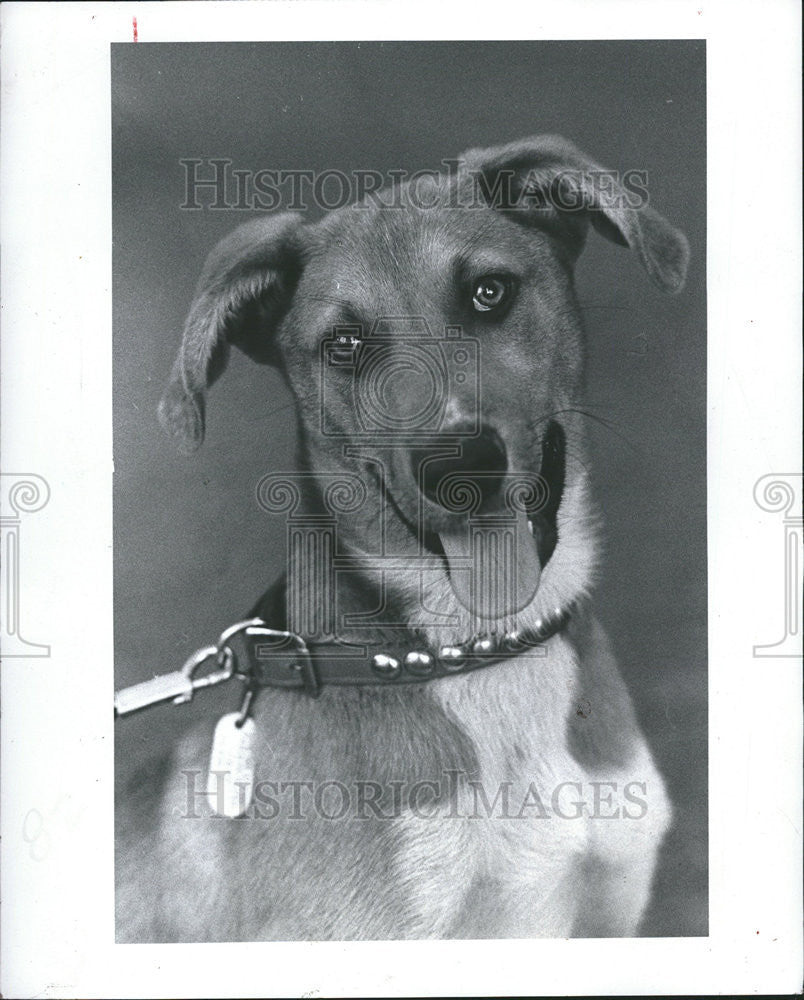 1983 Press Photo De Dee old shepherd retriever floppy reddish brown ears Frisbee - Historic Images