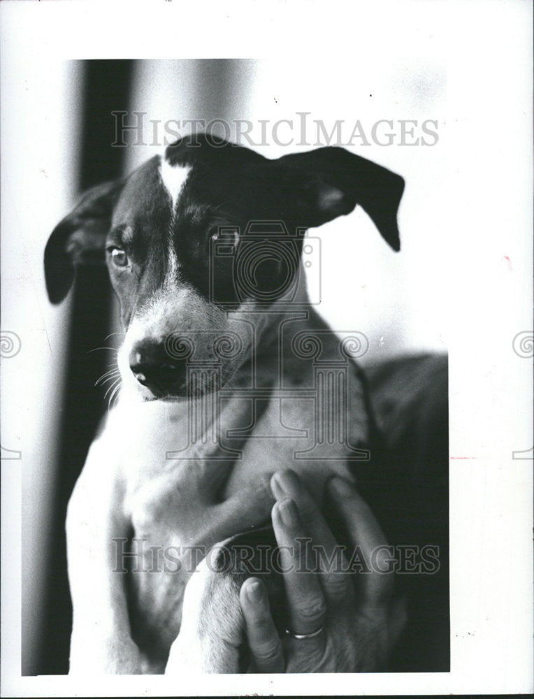 1983 Press Photo Snoopy for adoption at Friends of Strays. - Historic Images