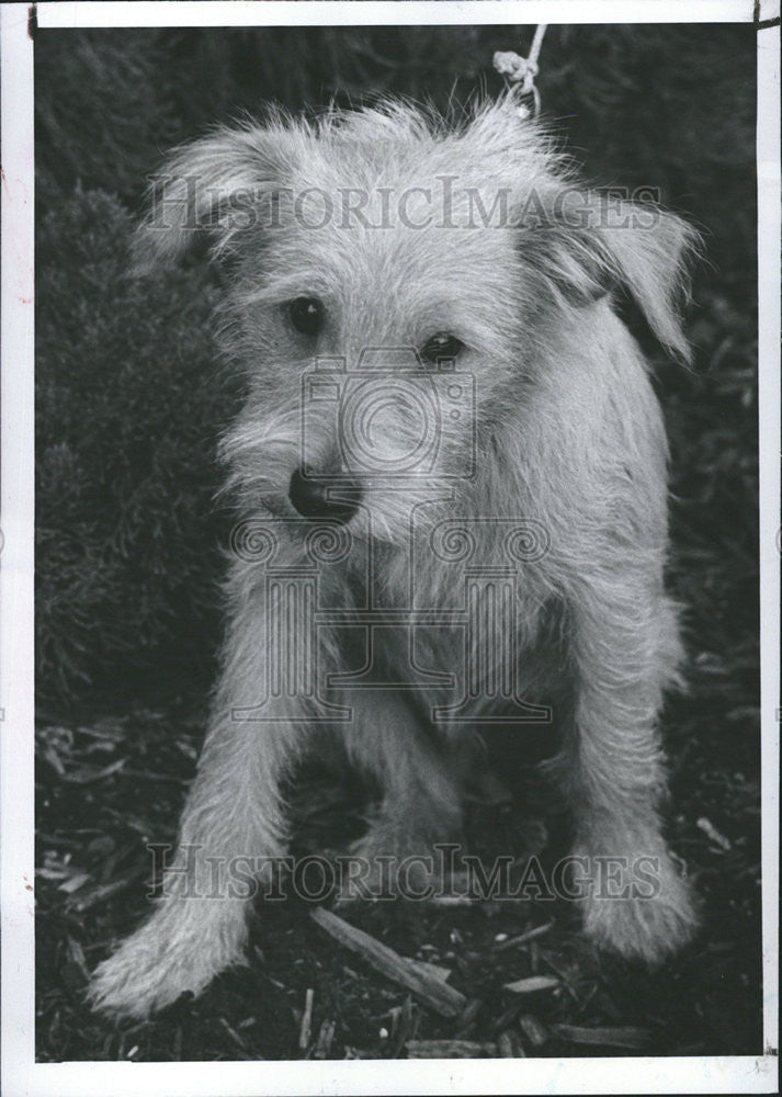 1983 Press Photo Little Bit Terrier Hair Friends Strays Pelvic Bone Leg - Historic Images