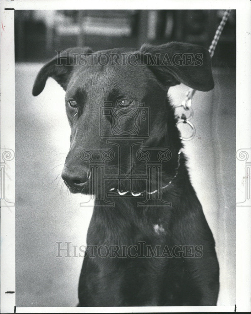 1983 Press Photo Harley, A 6-Month-Old Black Male Labrador Retriever - Historic Images