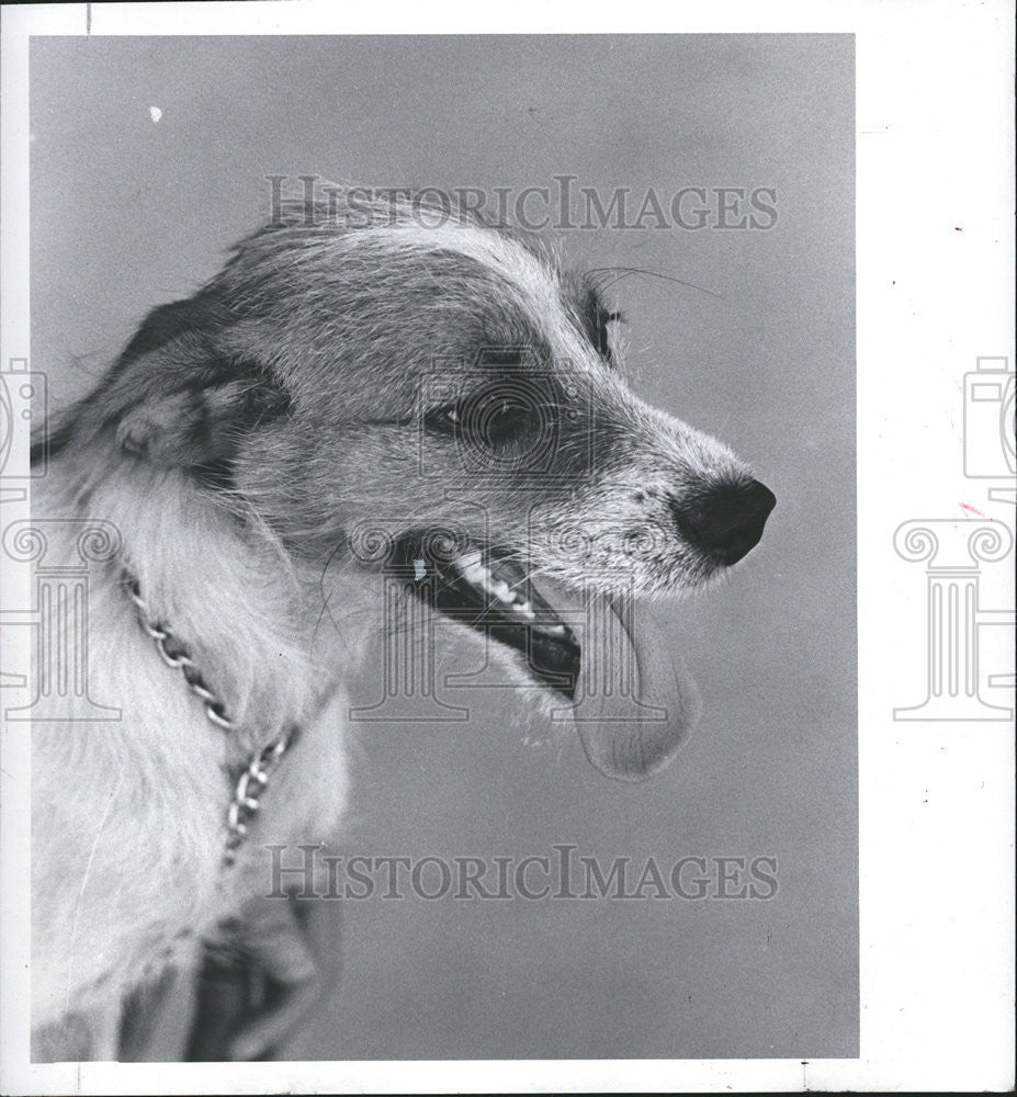1983 Press Photo Petey Six Month Mix Breed Pet Less Friend Around Children - Historic Images