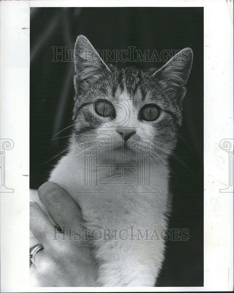 1983 Press Photo Snow Paws Breed Female Child Friend Stray Call Nancy Aaronson - Historic Images