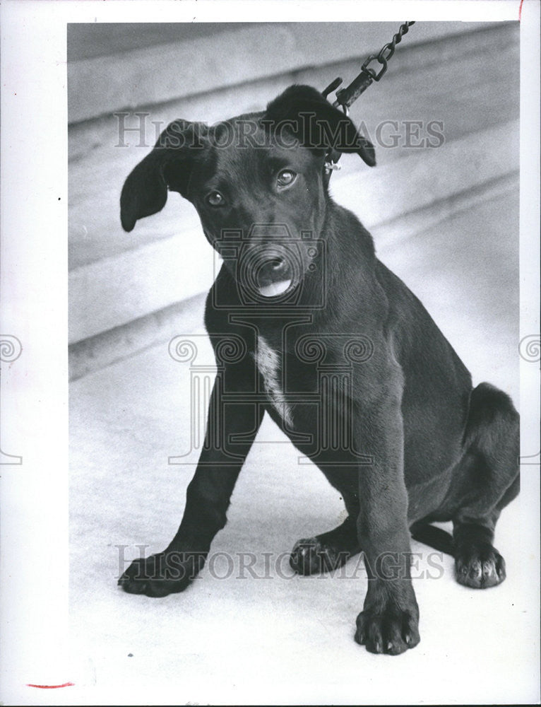 1983 Press Photo Chuckles for adoption at Friends of Strays. - Historic Images