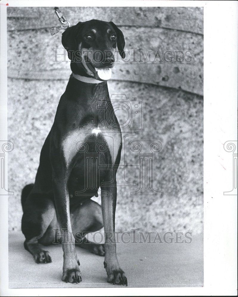 1983 Press Photo Labor Day Special Strays black female doberman friends - Historic Images