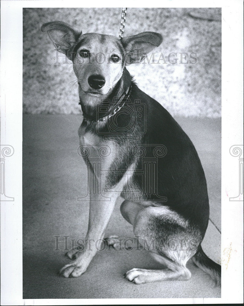 1983 Press Photo Friends Strays Dog Adoption Organization - Historic Images