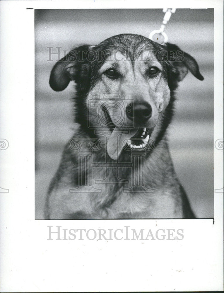 1983 Press Photo Friendly Shepherd Mrs B Children Watch Dog Friends Stray Pet - Historic Images