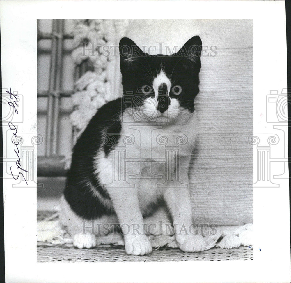1983 Press Photo A 15-Week-Old, Black-And-White Kitten - Historic Images
