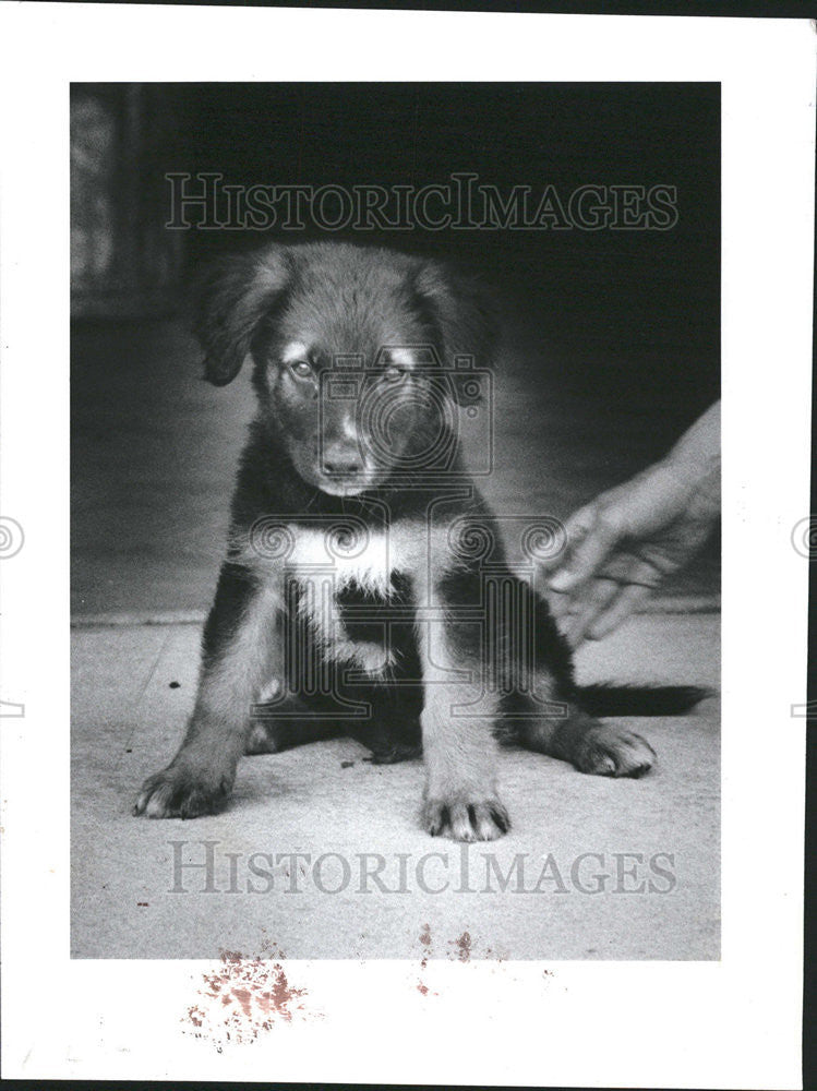 1984 Press Photo Mix Shepherd for adoption at Friends of Strays. - Historic Images