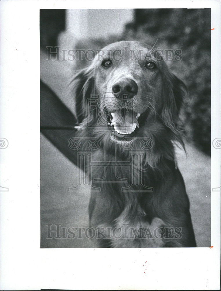 1984 Press Photo Clancy need home fetch Friend Strays pet animal organization - Historic Images