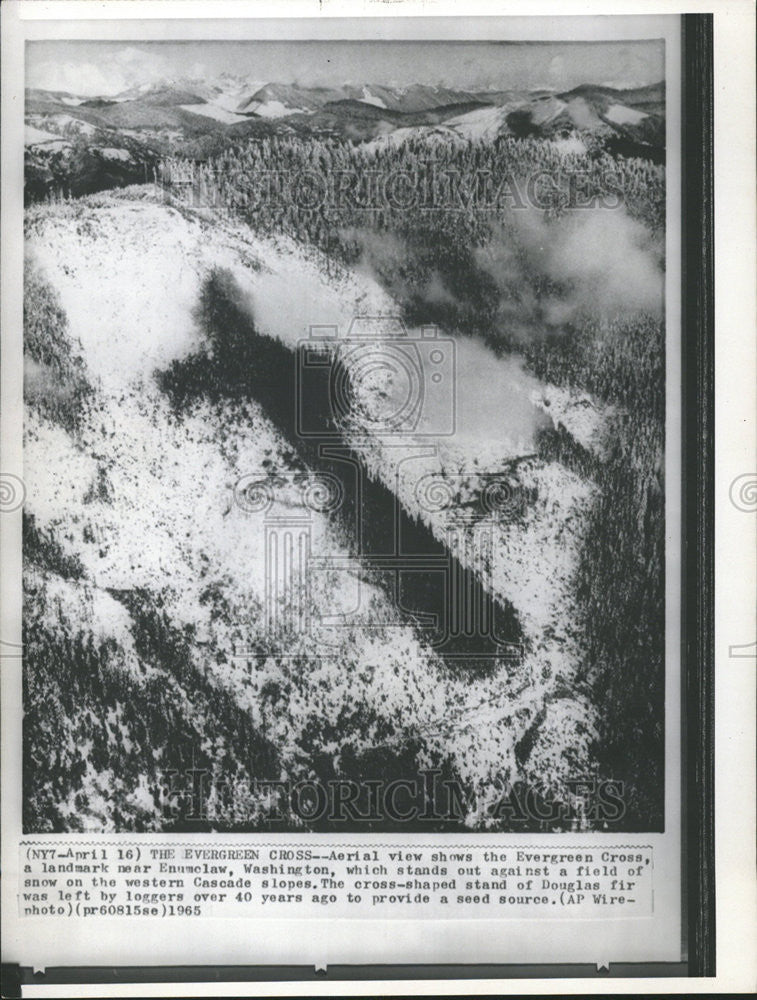 1965 Press Photo Evergreen cross Enumclaw Washington Cascade Slope Douglas Fir - Historic Images