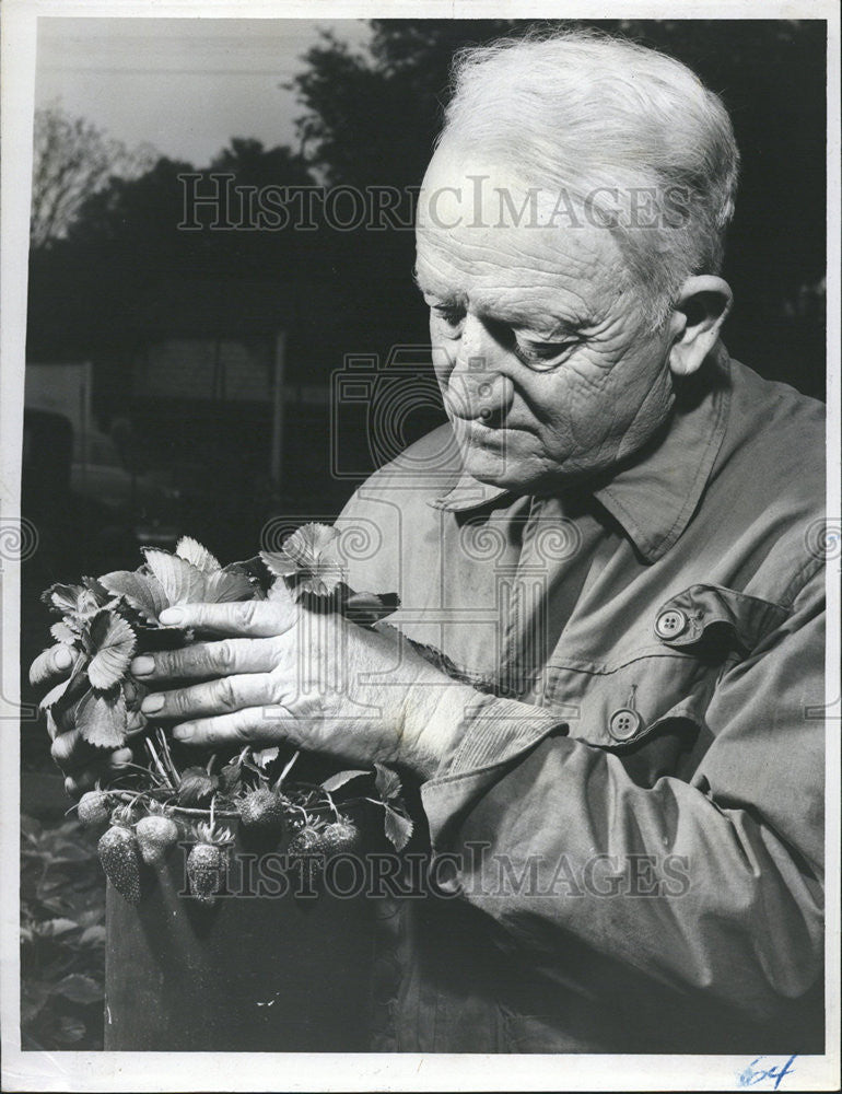 1955 Press Photo Adams Florida Strawberry - Historic Images