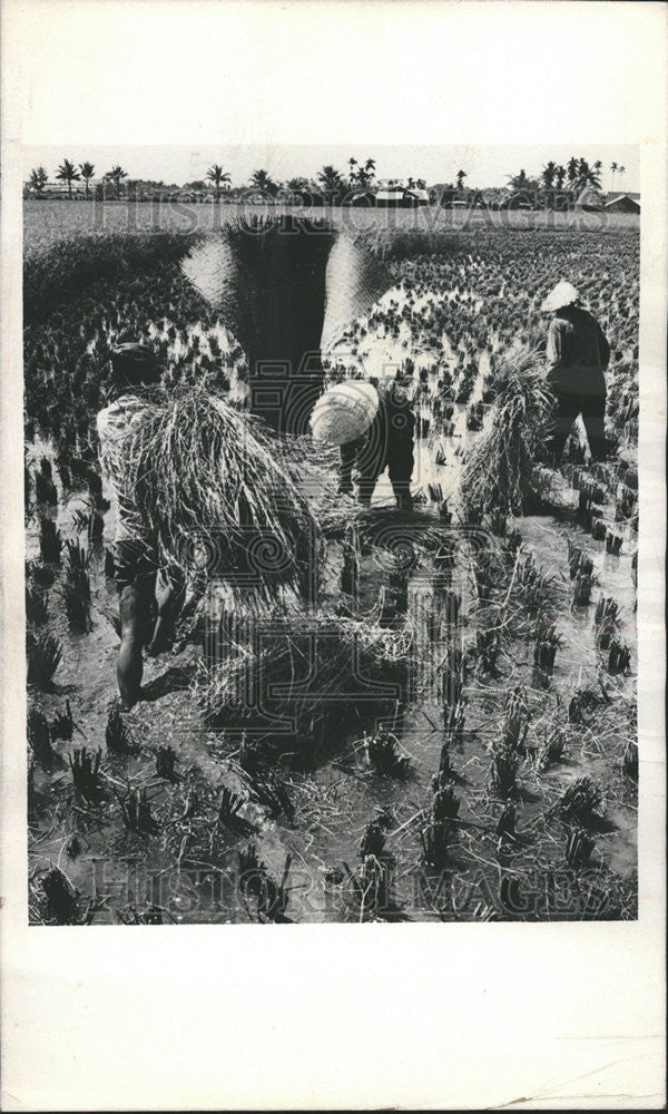 1972 Press Photo Paris Work Comes First South Vietnamese villagers rice paddies - Historic Images