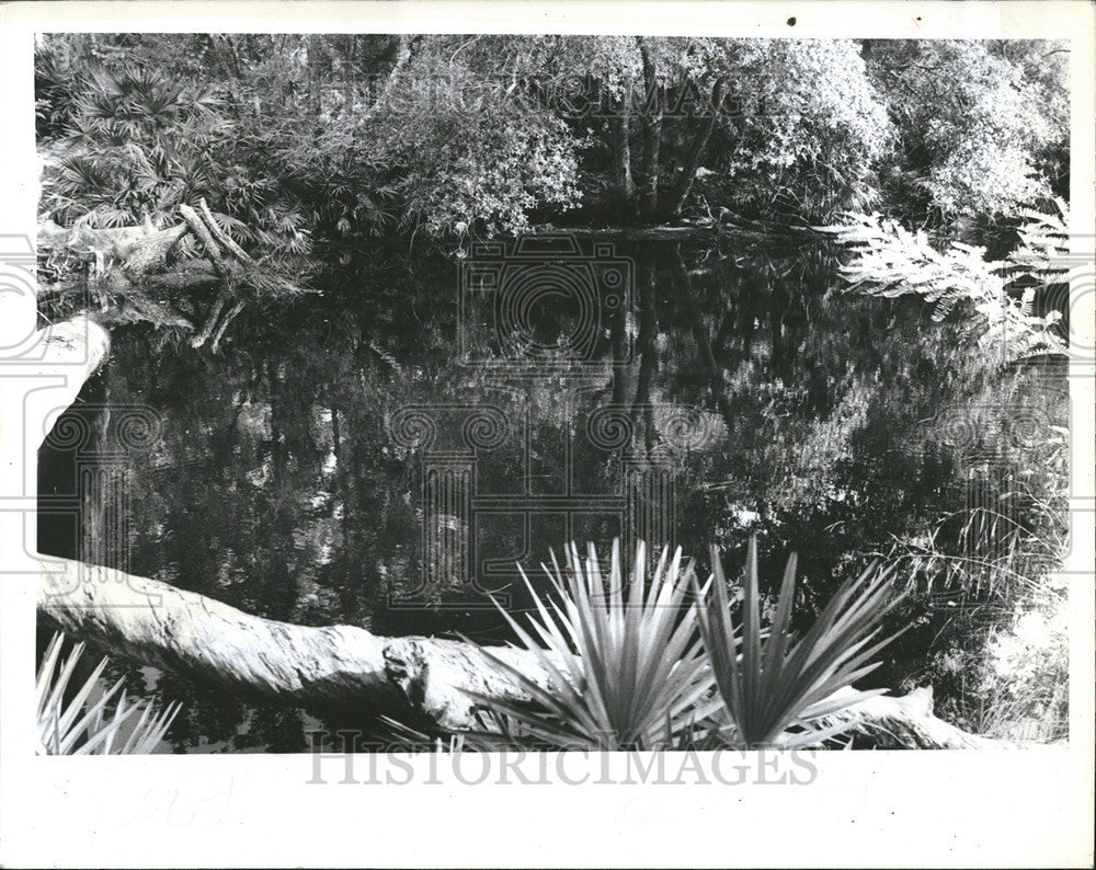 1976 Press Photo South Creek-Scherer State Park - Historic Images