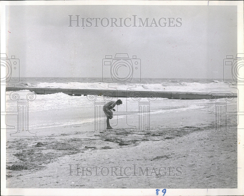 1964 Press Photo Person Manatee Beaches Petersburg - Historic Images