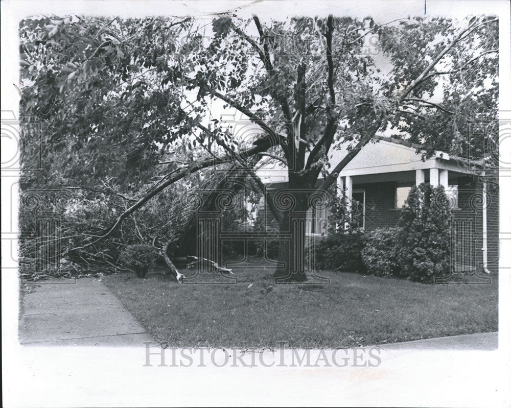 1969 Press Photo Storm Tree Damage - Historic Images