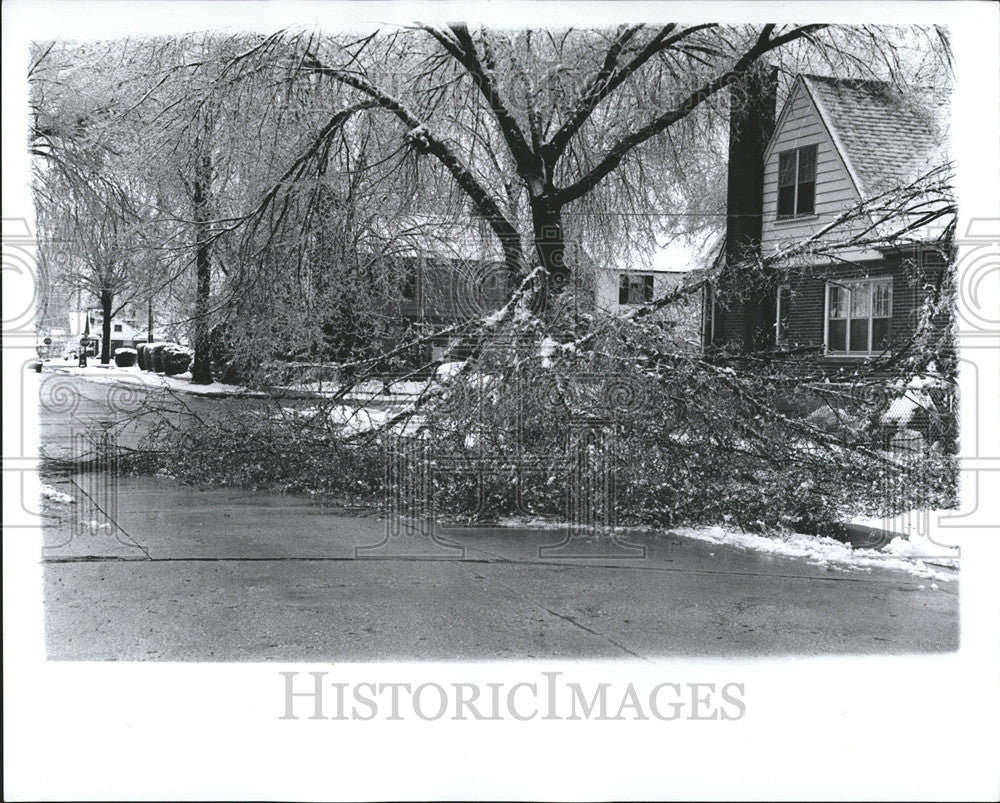 1976 Press Photo Trees Damaged By Ice Storm - Historic Images