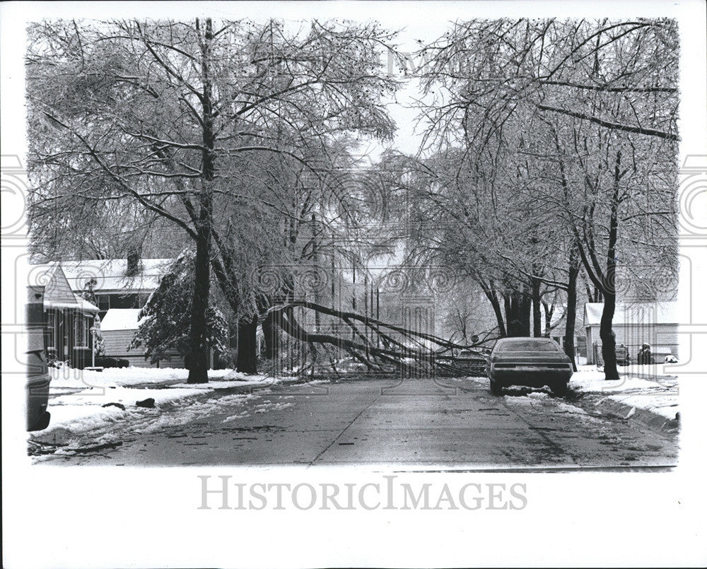 1976 Press Photo East side Detroit Ice Strom Tree Damaged - Historic Images