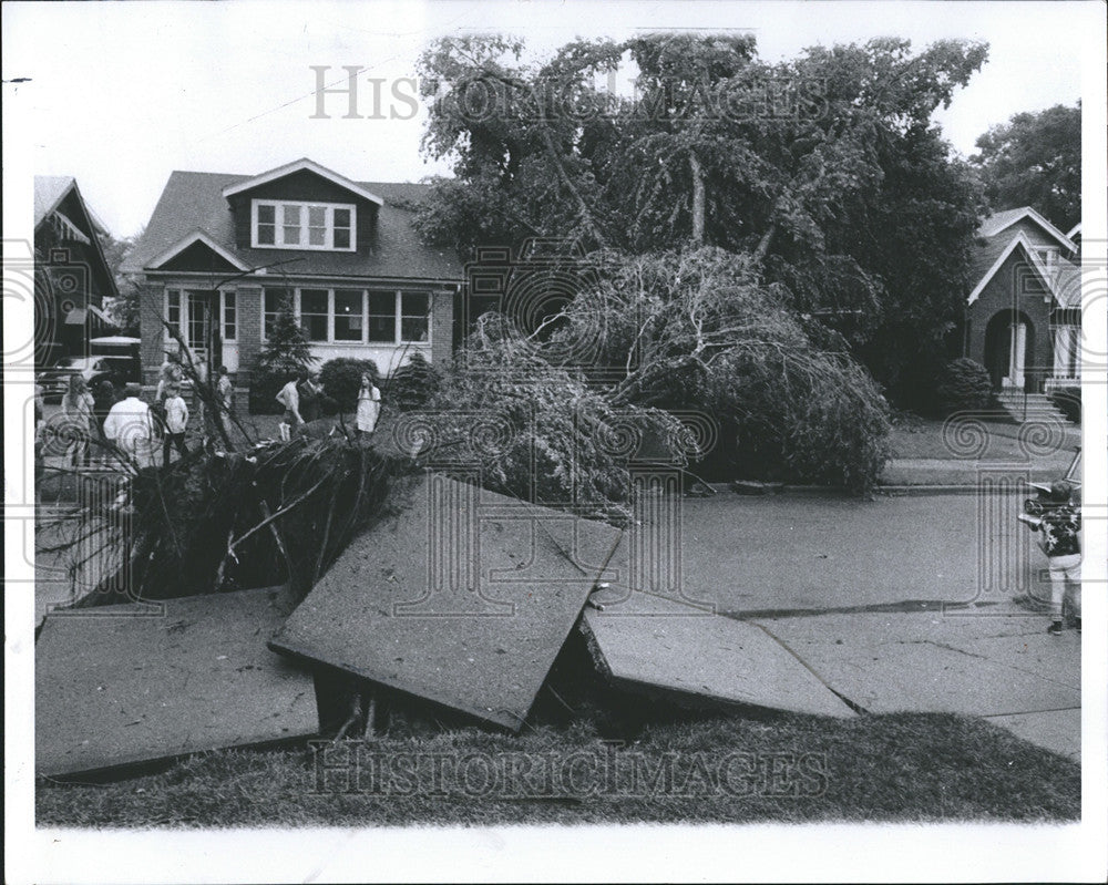 1970 Press Photo Tree Falls On House - Historic Images