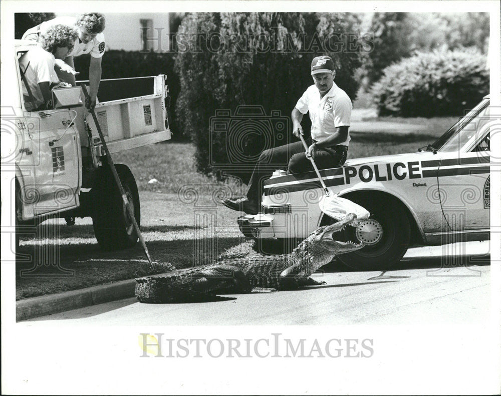 1986 Press Photo Police Attempting Alligator Capture St Petersburg Street - Historic Images