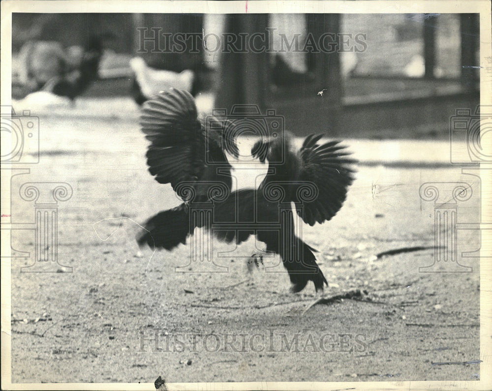 1964 Press Photo Cock Fighting Birds Attack Beaks Talons - Historic Images