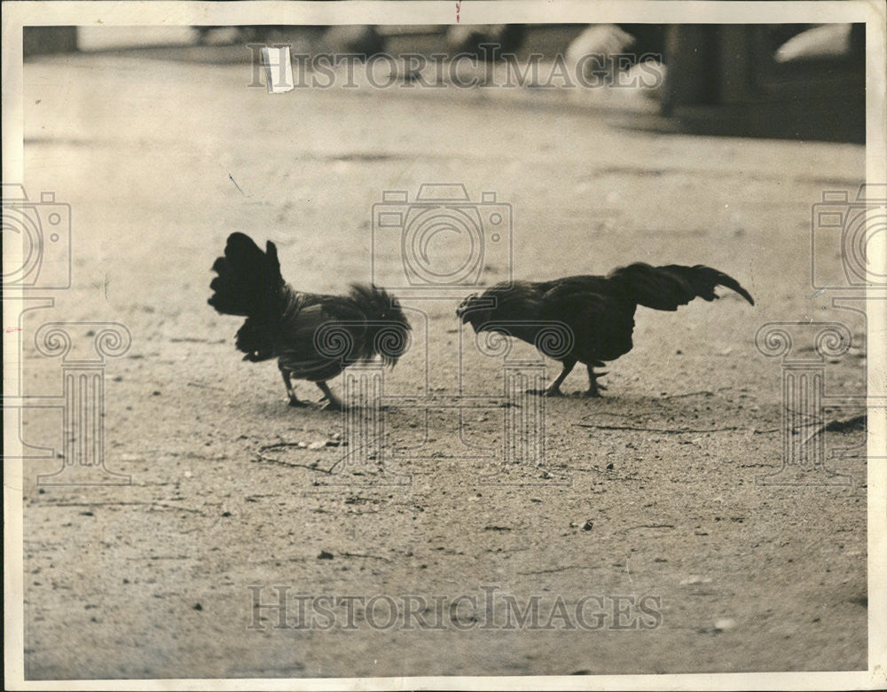 1964 Press Photo Zoorookery Lincoln park Cockfight broke Lawbreakers Zoo - Historic Images