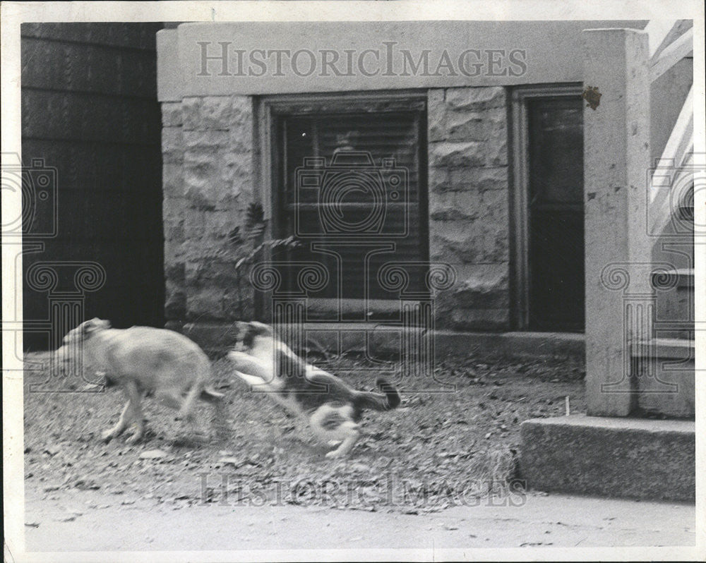 1969 Press Photo Howard Canine Bluffed Wind Blow Dog Cat - Historic Images