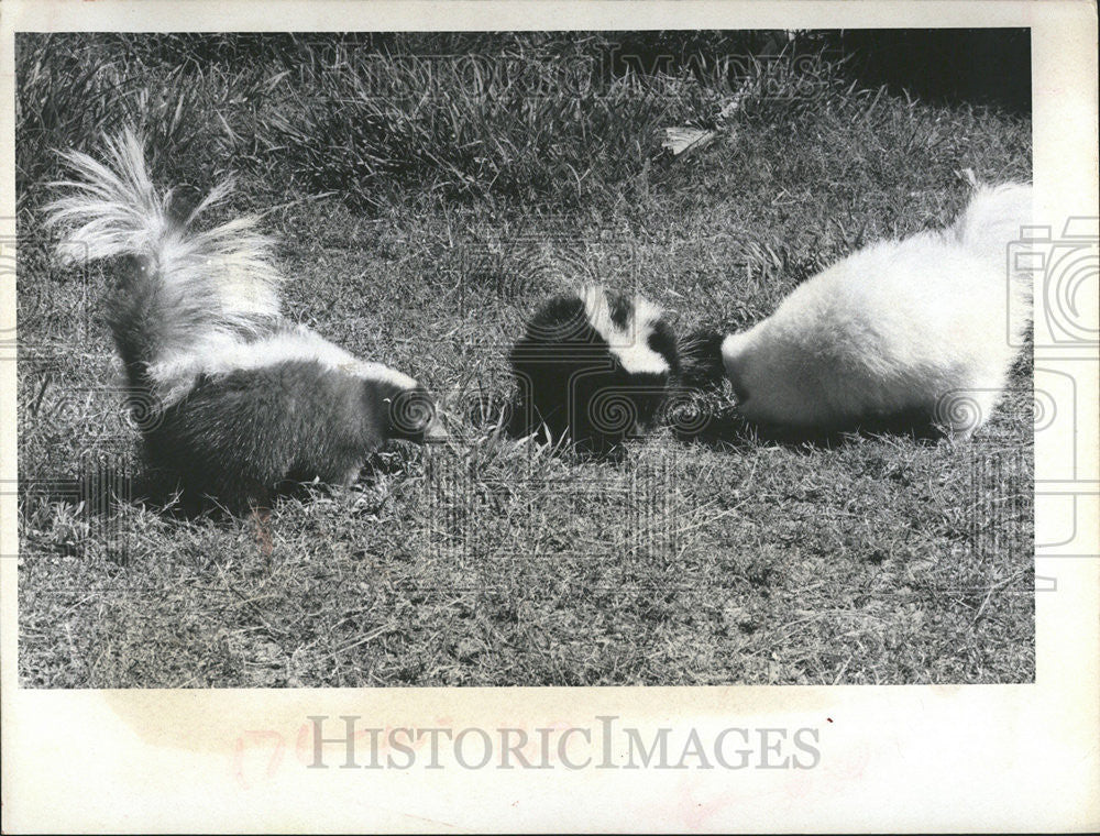 1971 Press Photo Taylor Breeds White and Brown Skunks - Historic Images