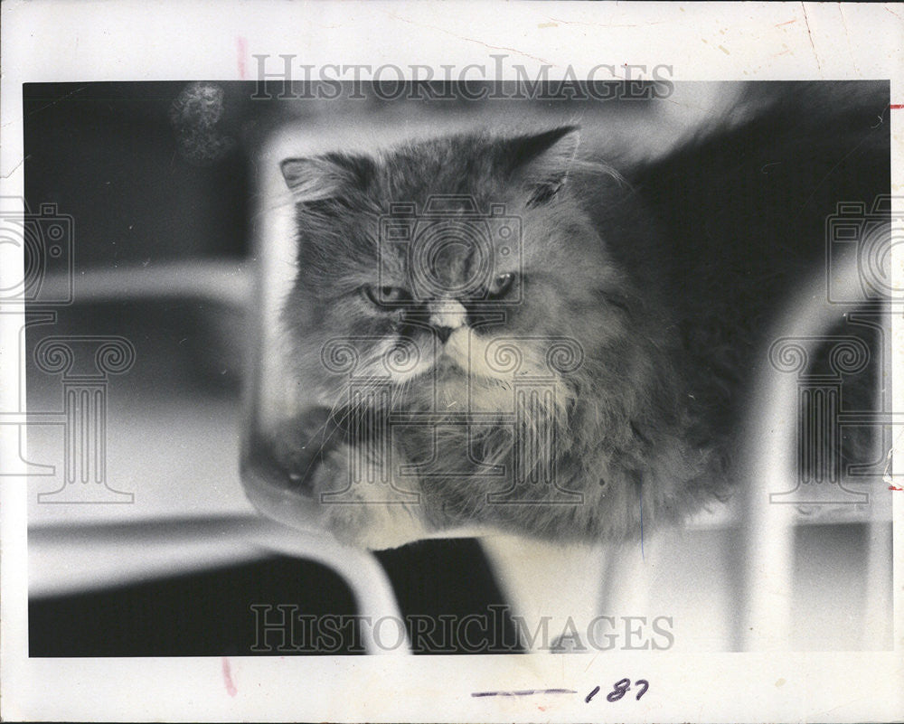 1982 Press Photo Cat - Historic Images