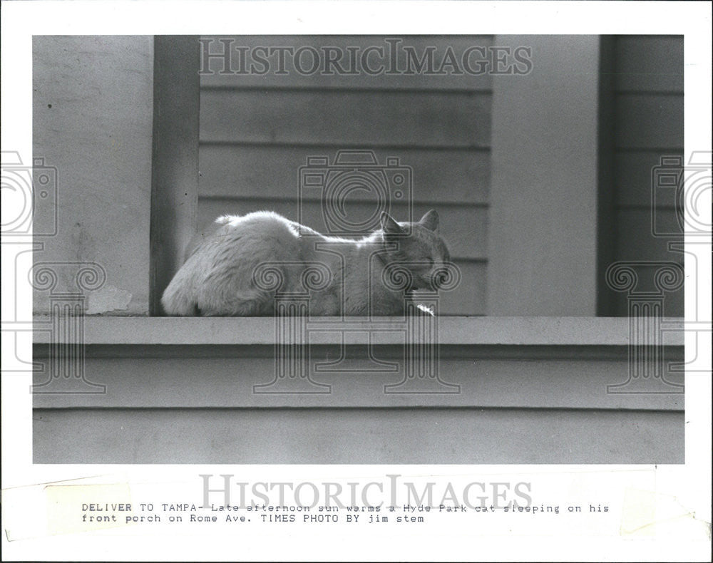 1992 Press Photo Cat Rome Avenue Hyde Park - Historic Images