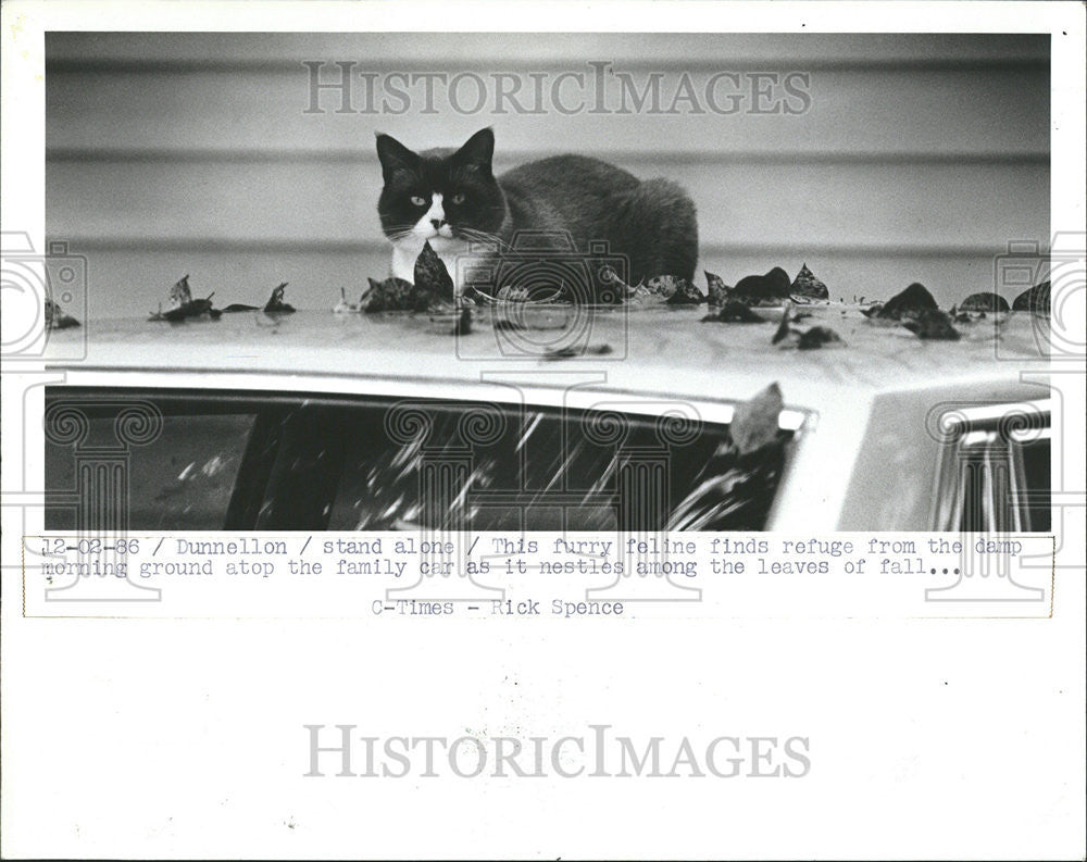 1986 Press Photo Cat Car Autumn Leaves - Historic Images