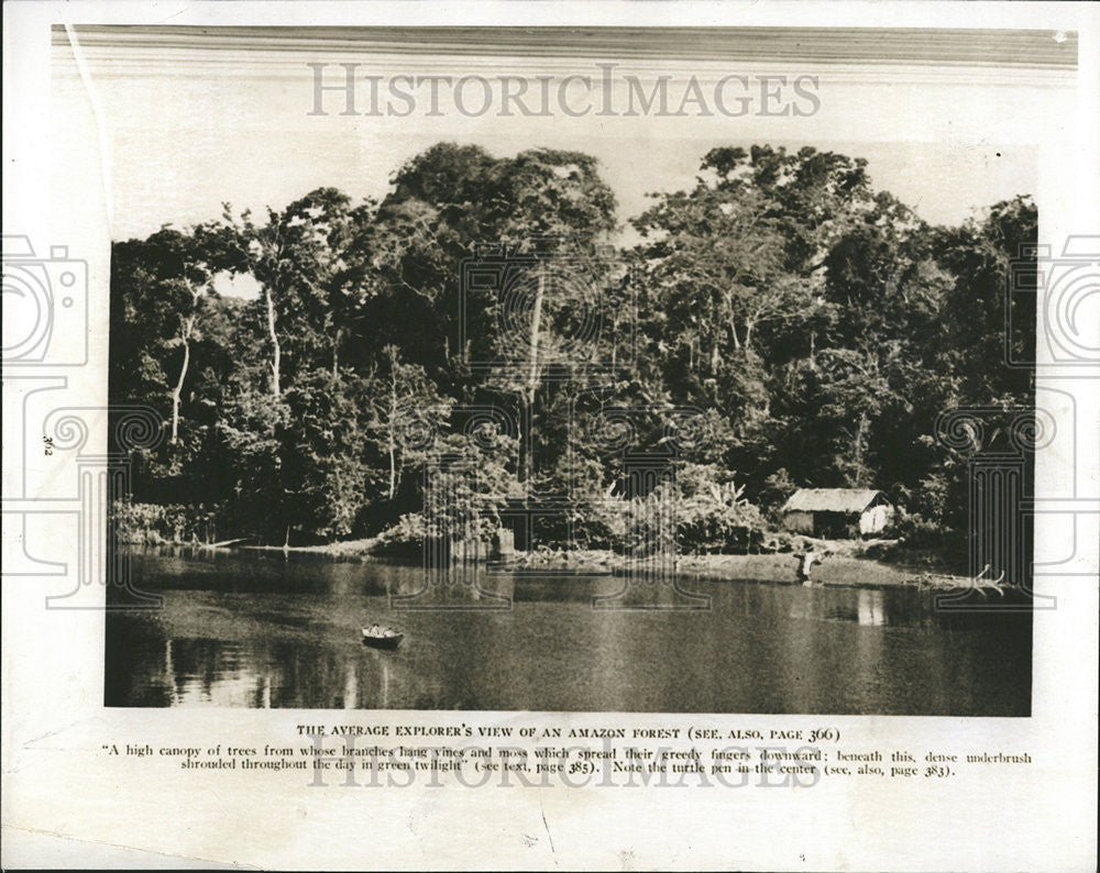 1943 Press Photo Amazon Forest Greedy Fingers Average Canopy Trees Vines Moss - Historic Images