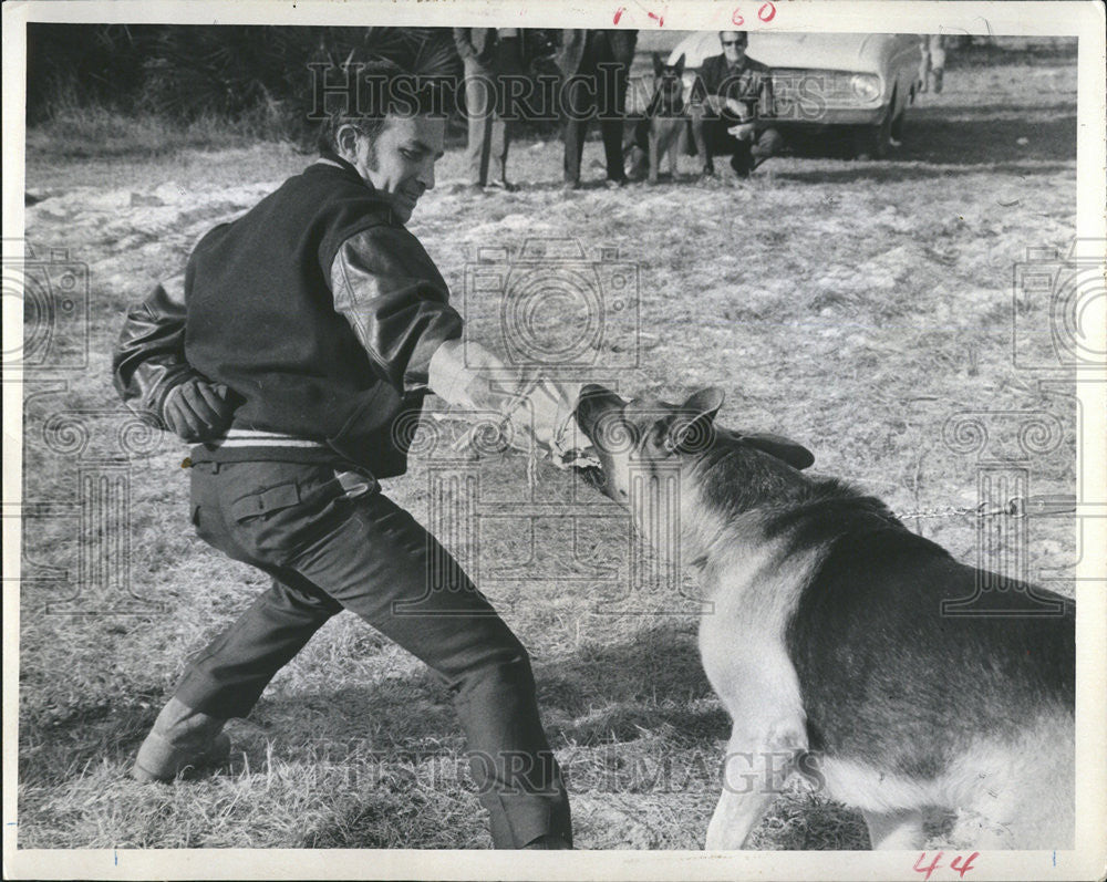 1970 Press Photo Attack Dog Trainer Testing German Shepherd - Historic Images