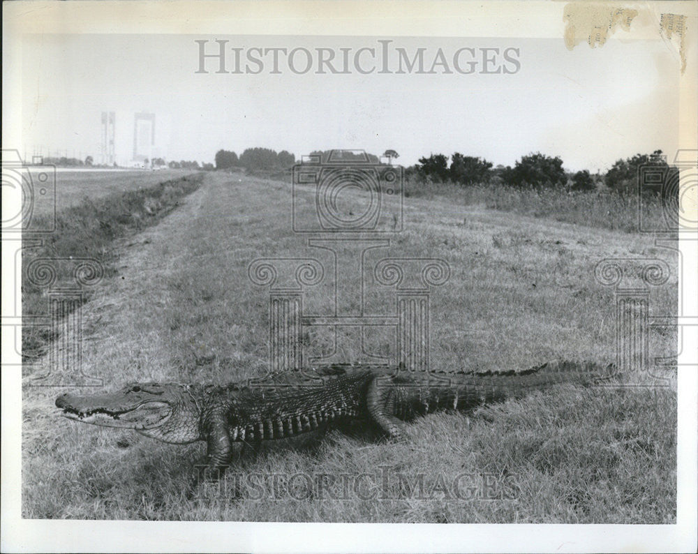 1970 Press Photo Merritt Island Wildlife Center Alligator Walking - Historic Images