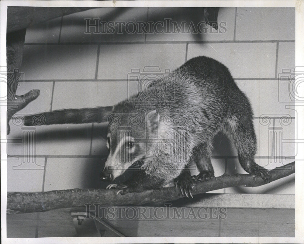 1952 Press Photo Lincoln Park Zoo Animal Of Month Coati Mundi - Historic Images