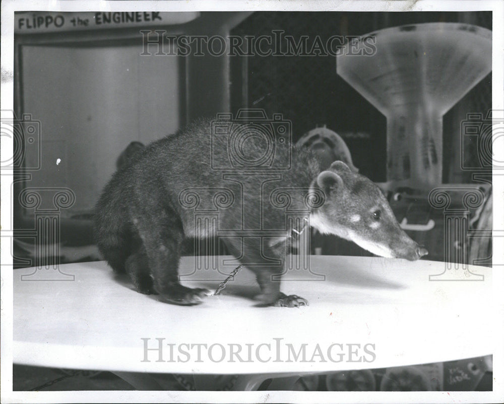 1956 Press Photo Coatimundi Central America Animals Lincoln Park Zoo - Historic Images